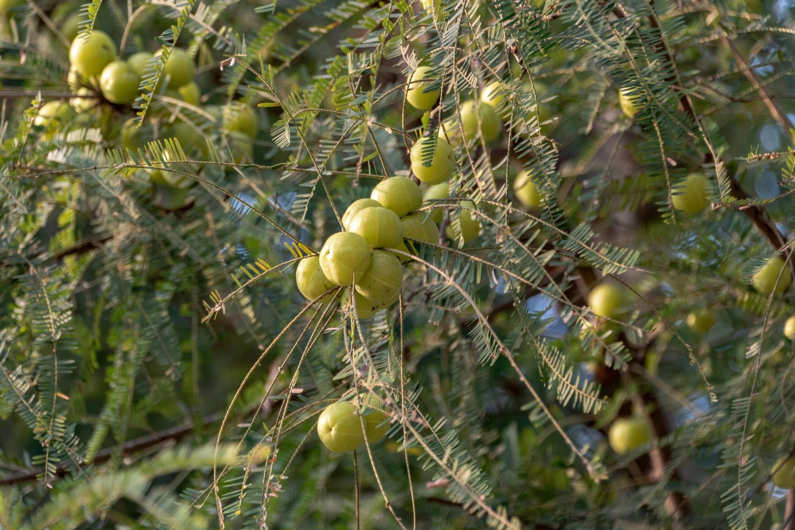 Amla tree showcasing the health benefits of amla